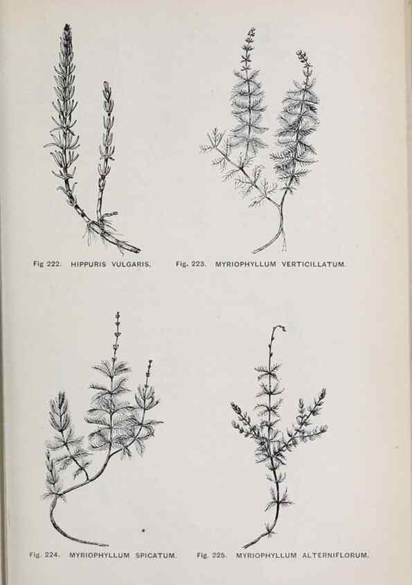 Reproducción/Reproduction 49742715613: The flora of the Liverpool district /. Liverpool :D. Marples & Co.,1902.. 
