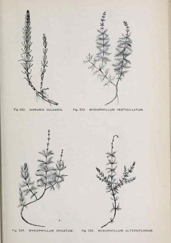 Reproducción/Reproduction 49742715613: The flora of the Liverpool district /. Liverpool :D. Marples & Co.,1902.. 