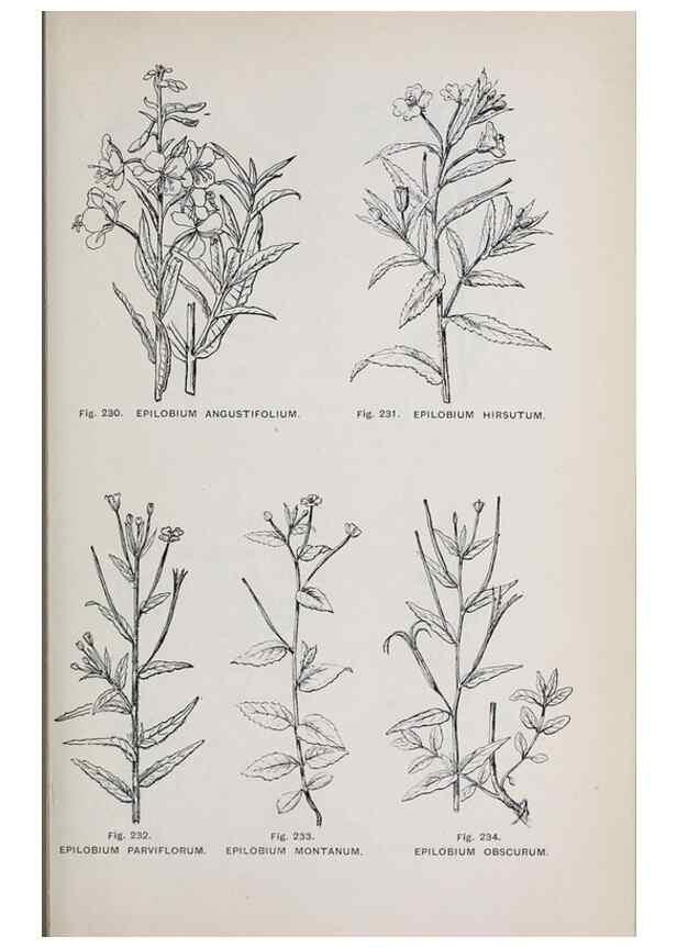 Reproducción/Reproduction 49742716278: The flora of the Liverpool district /. Liverpool :D. Marples & Co.,1902.. 