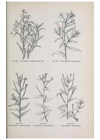 Reproducción/Reproduction 49742716278: The flora of the Liverpool district /. Liverpool :D. Marples & Co.,1902.. 