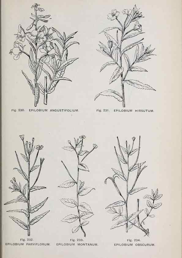Reproducción/Reproduction 49742716278: The flora of the Liverpool district /. Liverpool :D. Marples & Co.,1902.. 