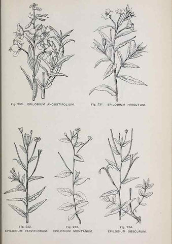 Reproducción/Reproduction 49742716278: The flora of the Liverpool district /. Liverpool :D. Marples & Co.,1902.. 