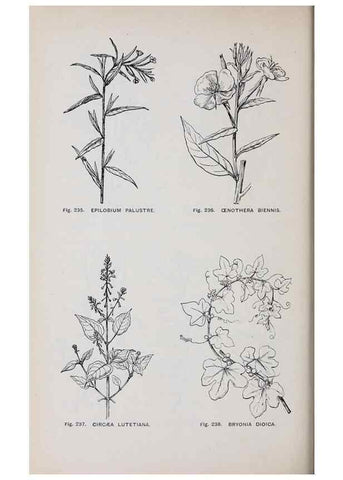 Reproducción/Reproduction 49743266241: The flora of the Liverpool district /. Liverpool :D. Marples & Co.,1902.. 