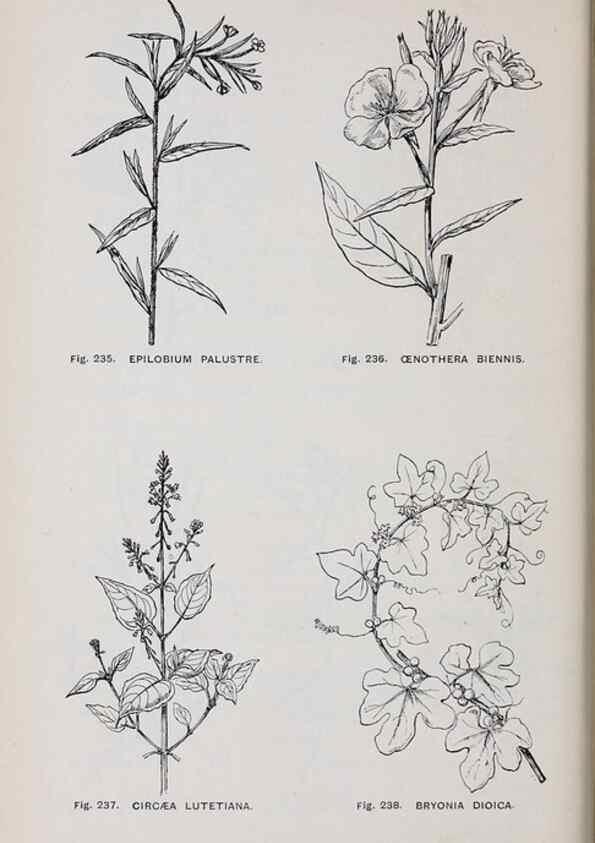 Reproducción/Reproduction 49743266241: The flora of the Liverpool district /. Liverpool :D. Marples & Co.,1902.. 