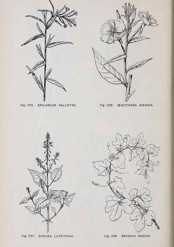Reproducción/Reproduction 49743266241: The flora of the Liverpool district /. Liverpool :D. Marples & Co.,1902.. 