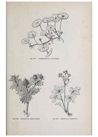 Reproducción/Reproduction 49743587467: The flora of the Liverpool district /. Liverpool :D. Marples & Co.,1902.. 