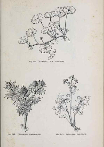 Reproducción/Reproduction 49743587467: The flora of the Liverpool district /. Liverpool :D. Marples & Co.,1902.. 