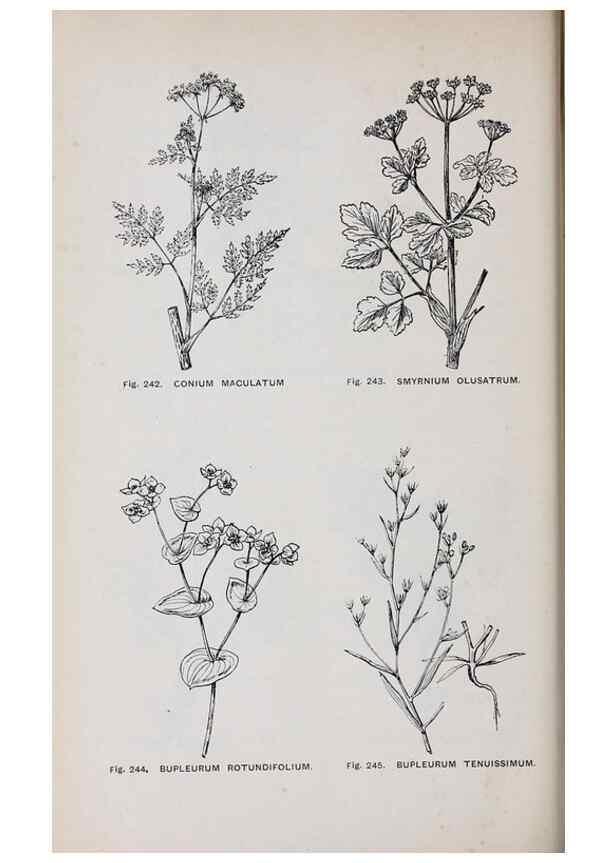 Reproducción/Reproduction 49742717273: The flora of the Liverpool district /. Liverpool :D. Marples & Co.,1902.. 