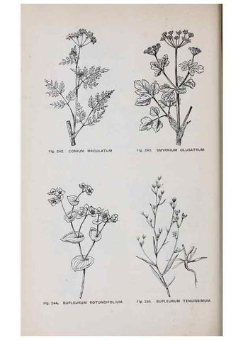 Reproducción/Reproduction 49742717273: The flora of the Liverpool district /. Liverpool :D. Marples & Co.,1902.. 