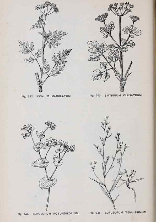 Reproducción/Reproduction 49742717273: The flora of the Liverpool district /. Liverpool :D. Marples & Co.,1902.. 