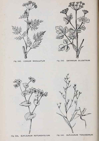 Reproducción/Reproduction 49742717273: The flora of the Liverpool district /. Liverpool :D. Marples & Co.,1902.. 