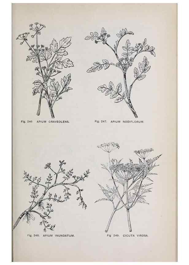 Reproducción/Reproduction 49742717593: The flora of the Liverpool district /. Liverpool :D. Marples & Co.,1902.. 