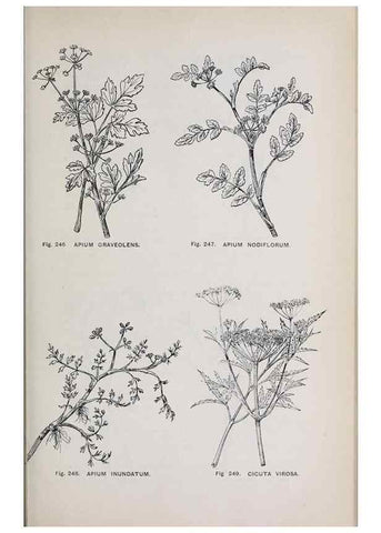 Reproducción/Reproduction 49742717593: The flora of the Liverpool district /. Liverpool :D. Marples & Co.,1902.. 