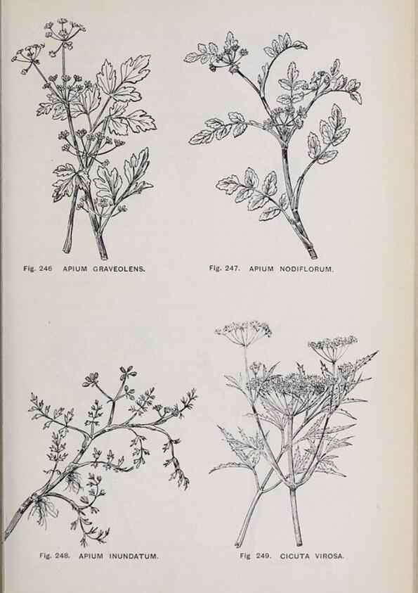 Reproducción/Reproduction 49742717593: The flora of the Liverpool district /. Liverpool :D. Marples & Co.,1902.. 