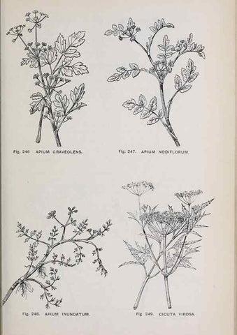 Reproducción/Reproduction 49742717593: The flora of the Liverpool district /. Liverpool :D. Marples & Co.,1902.. 