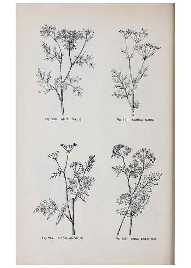 Reproducción/Reproduction 49743588377: The flora of the Liverpool district /. Liverpool :D. Marples & Co.,1902.. 