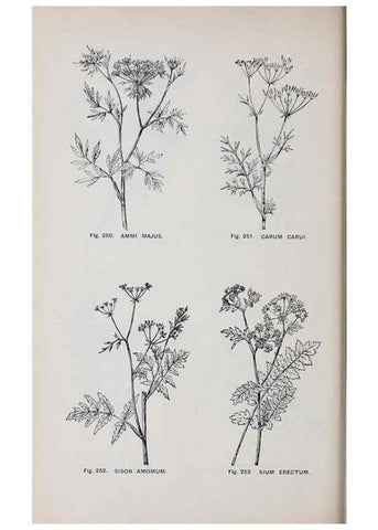 Reproducción/Reproduction 49743588377: The flora of the Liverpool district /. Liverpool :D. Marples & Co.,1902.. 