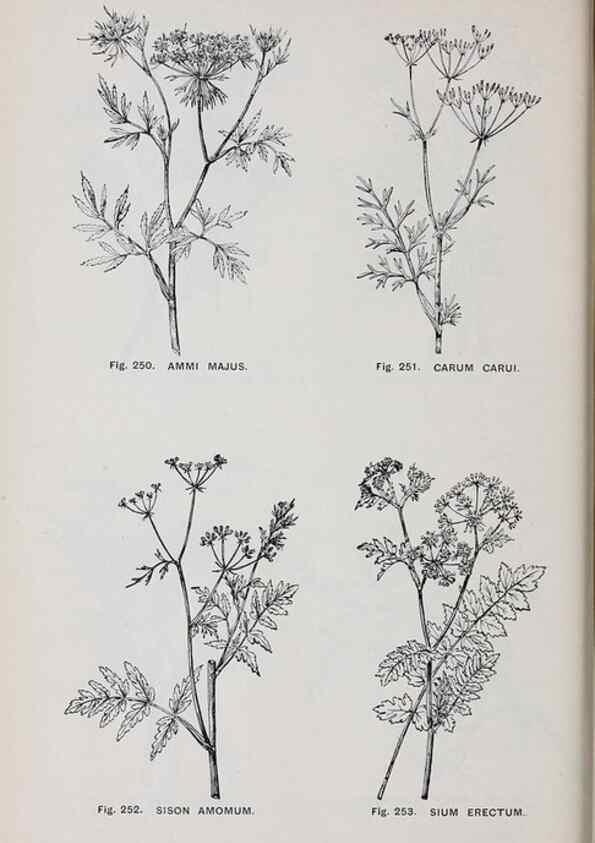 Reproducción/Reproduction 49743588377: The flora of the Liverpool district /. Liverpool :D. Marples & Co.,1902.. 