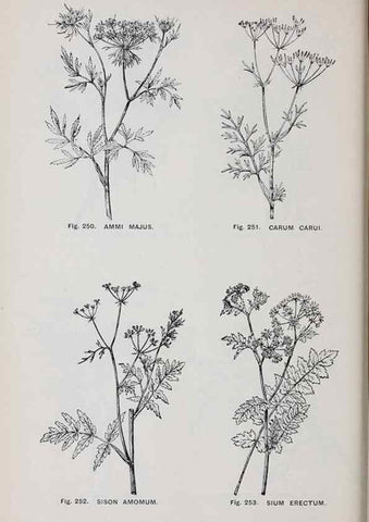 Reproducción/Reproduction 49743588377: The flora of the Liverpool district /. Liverpool :D. Marples & Co.,1902.. 