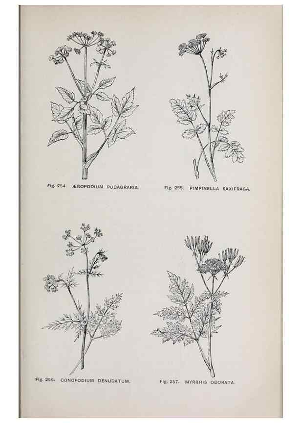 Reproducción/Reproduction 49743588582: The flora of the Liverpool district /. Liverpool :D. Marples & Co.,1902.. 