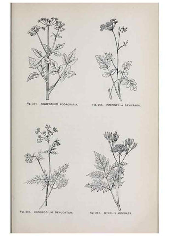 Reproducción/Reproduction 49743588582: The flora of the Liverpool district /. Liverpool :D. Marples & Co.,1902.. 