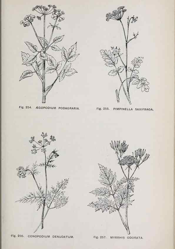 Reproducción/Reproduction 49743588582: The flora of the Liverpool district /. Liverpool :D. Marples & Co.,1902.. 