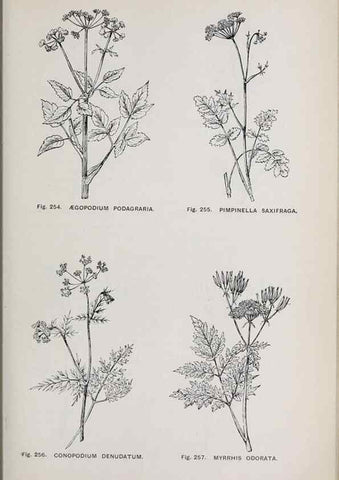Reproducción/Reproduction 49743588582: The flora of the Liverpool district /. Liverpool :D. Marples & Co.,1902.. 