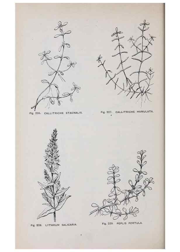 Reproducción/Reproduction 49742715953: The flora of the Liverpool district /. Liverpool :D. Marples & Co.,1902.. 