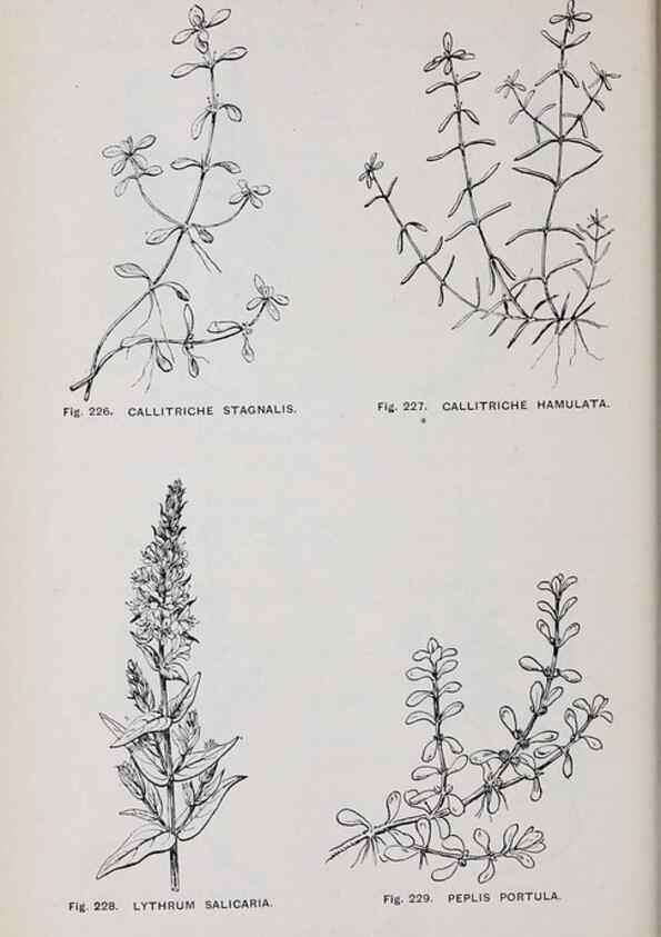 Reproducción/Reproduction 49742715953: The flora of the Liverpool district /. Liverpool :D. Marples & Co.,1902.. 