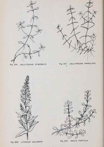 Reproducción/Reproduction 49742715953: The flora of the Liverpool district /. Liverpool :D. Marples & Co.,1902.. 