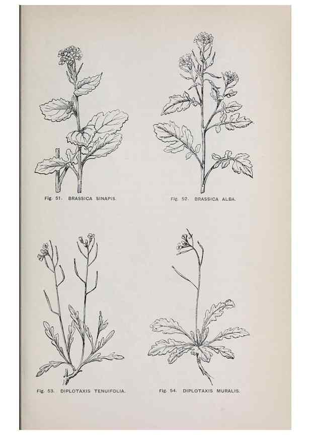 Reproducción/Reproduction 49743252291: The flora of the Liverpool district /. Liverpool :D. Marples & Co.,1902.. 