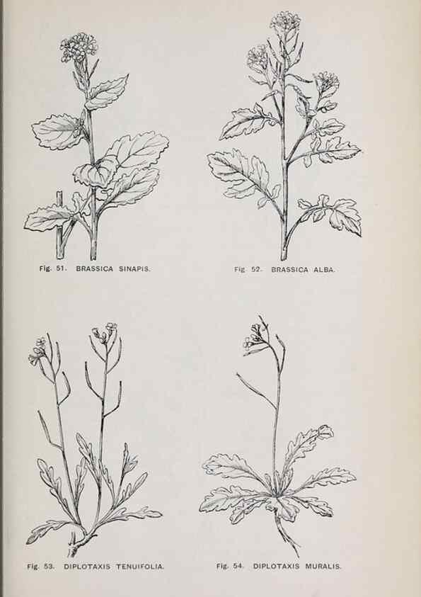 Reproducción/Reproduction 49743252291: The flora of the Liverpool district /. Liverpool :D. Marples & Co.,1902.. 