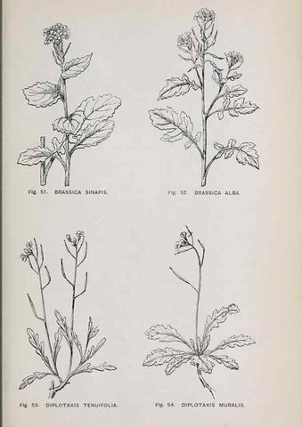 Reproducción/Reproduction 49743252291: The flora of the Liverpool district /. Liverpool :D. Marples & Co.,1902.. 