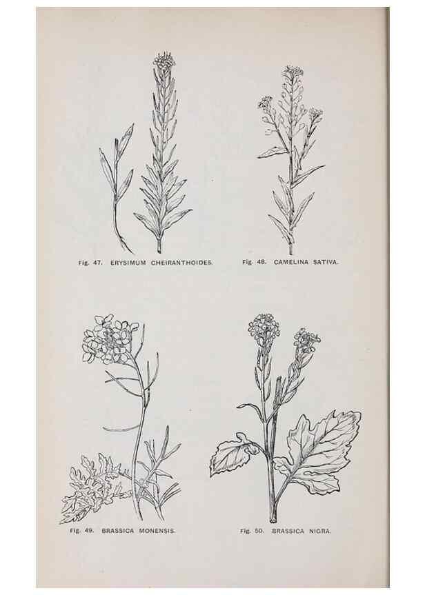 Reproducción/Reproduction 49743573867: The flora of the Liverpool district /. Liverpool :D. Marples & Co.,1902.. 