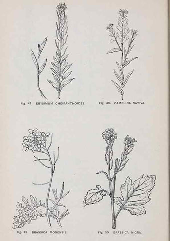 Reproducción/Reproduction 49743573867: The flora of the Liverpool district /. Liverpool :D. Marples & Co.,1902.. 
