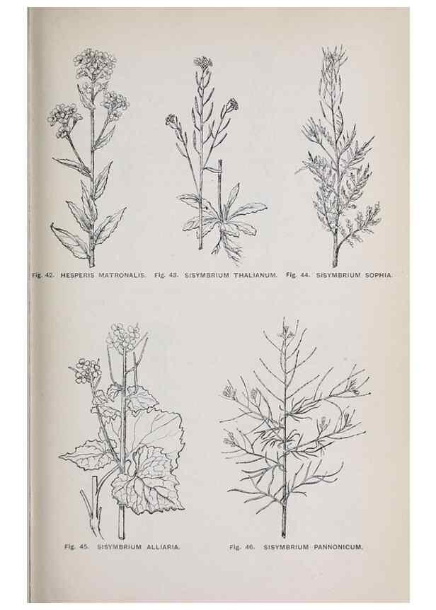 Reproducción/Reproduction 49743573607: The flora of the Liverpool district /. Liverpool :D. Marples & Co.,1902.. 