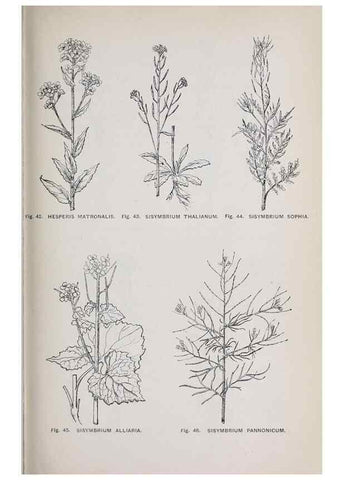 Reproducción/Reproduction 49743573607: The flora of the Liverpool district /. Liverpool :D. Marples & Co.,1902.. 