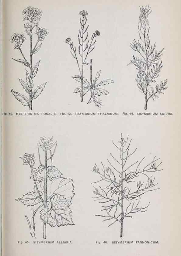Reproducción/Reproduction 49743573607: The flora of the Liverpool district /. Liverpool :D. Marples & Co.,1902.. 