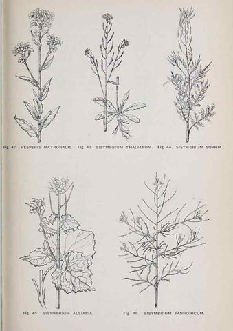 Reproducción/Reproduction 49743573607: The flora of the Liverpool district /. Liverpool :D. Marples & Co.,1902.. 