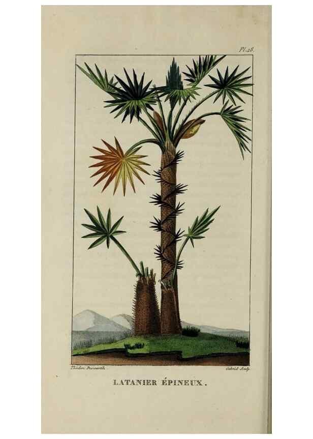 Reproducción/Reproduction 49743175786: Flore pittoresque et médicale des Antilles, ou, Histoire naturelle des plantes usuelles des colonies françaises, anglaises, espagnoles, et portugaises /. Paris :Ches l'Editeur,1833.. 