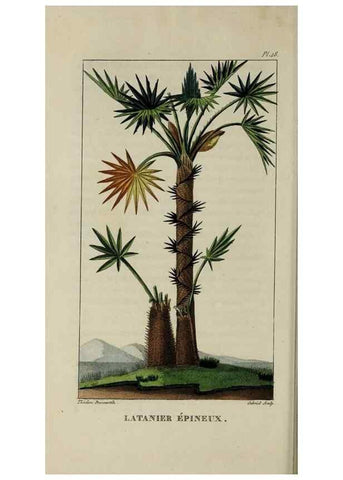 Reproducción/Reproduction 49743175786: Flore pittoresque et médicale des Antilles, ou, Histoire naturelle des plantes usuelles des colonies françaises, anglaises, espagnoles, et portugaises /. Paris :Ches l'Editeur,1833.. 