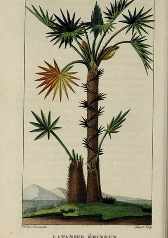 Reproducción/Reproduction 49743175786: Flore pittoresque et médicale des Antilles, ou, Histoire naturelle des plantes usuelles des colonies françaises, anglaises, espagnoles, et portugaises /. Paris :Ches l'Editeur,1833.. 