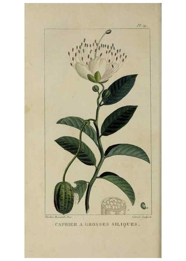 Reproducción/Reproduction 49742627048: Flore pittoresque et médicale des Antilles, ou, Histoire naturelle des plantes usuelles des colonies françaises, anglaises, espagnoles, et portugaises /. Paris :Ches l'Editeur,1833.. 