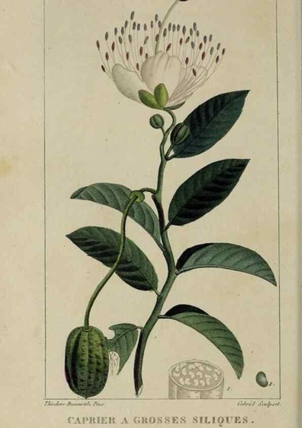 Reproducción/Reproduction 49742627048: Flore pittoresque et médicale des Antilles, ou, Histoire naturelle des plantes usuelles des colonies françaises, anglaises, espagnoles, et portugaises /. Paris :Ches l'Editeur,1833.. 