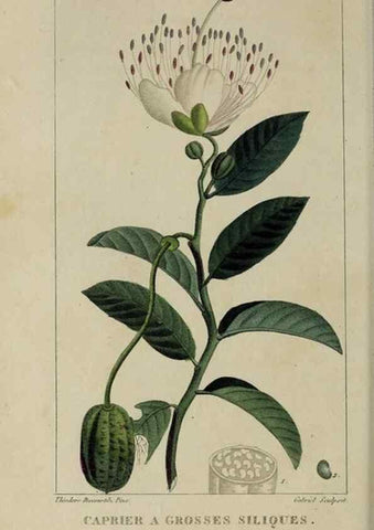 Reproducción/Reproduction 49742627048: Flore pittoresque et médicale des Antilles, ou, Histoire naturelle des plantes usuelles des colonies françaises, anglaises, espagnoles, et portugaises /. Paris :Ches l'Editeur,1833.. 