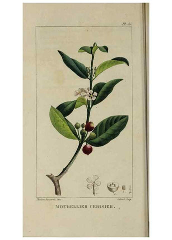 Reproducción/Reproduction 49742627438: Flore pittoresque et médicale des Antilles, ou, Histoire naturelle des plantes usuelles des colonies françaises, anglaises, espagnoles, et portugaises /. Paris :Ches l'Editeur,1833.. 