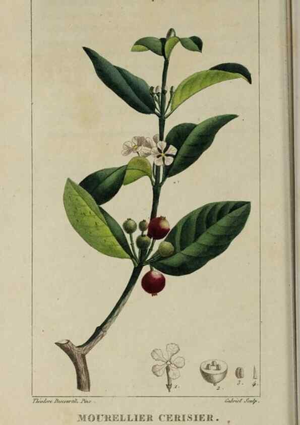 Reproducción/Reproduction 49742627438: Flore pittoresque et médicale des Antilles, ou, Histoire naturelle des plantes usuelles des colonies françaises, anglaises, espagnoles, et portugaises /. Paris :Ches l'Editeur,1833.. 