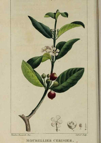 Reproducción/Reproduction 49742627438: Flore pittoresque et médicale des Antilles, ou, Histoire naturelle des plantes usuelles des colonies françaises, anglaises, espagnoles, et portugaises /. Paris :Ches l'Editeur,1833.. 