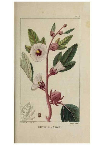Reproducción/Reproduction 49743176876: Flore pittoresque et médicale des Antilles, ou, Histoire naturelle des plantes usuelles des colonies françaises, anglaises, espagnoles, et portugaises /. Paris :Ches l'Editeur,1833.. 