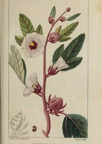 Reproducción/Reproduction 49743176876: Flore pittoresque et médicale des Antilles, ou, Histoire naturelle des plantes usuelles des colonies françaises, anglaises, espagnoles, et portugaises /. Paris :Ches l'Editeur,1833.. 